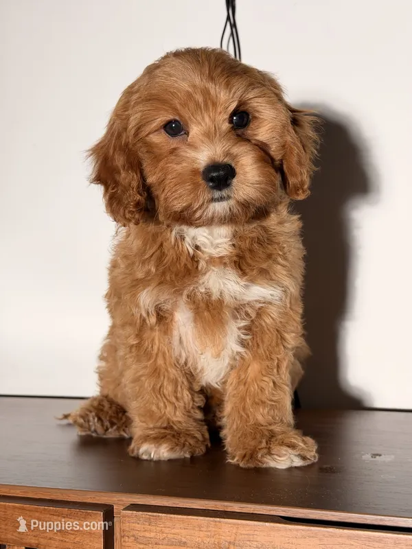 Bingo – Cavapoo puppy for sale in Los Angeles, CA
