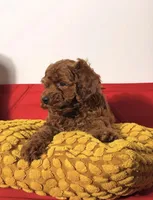 Boomer, a male Cavapoo for sale in Los Angeles, CA – Photo 2 of 4