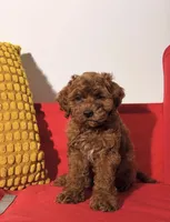 Boomer, a male Cavapoo for sale in Los Angeles, CA – Photo 3 of 4