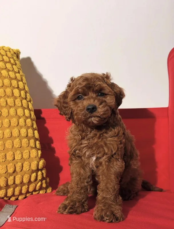 Boomer – Cavapoo puppy for sale in Los Angeles, CA