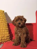 Boomer, a male Cavapoo for sale in Los Angeles, CA – Photo 1 of 4
