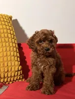 Boomer, a male Cavapoo for sale in Los Angeles, CA – Photo 4 of 4
