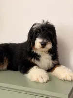 Sunny, a male Bernedoodle for sale in Los Angeles, CA – 3 of 6