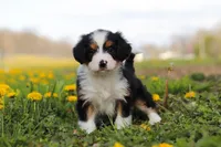 Dolly, a female Miniature Bernedoodle for sale in Los Angeles, CA – 4 of 4