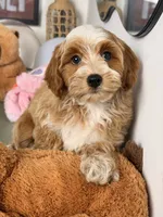 Waffle, a female Cavapoo and Poodle - Toy  for sale in Los Angeles, CA – 8 of 8