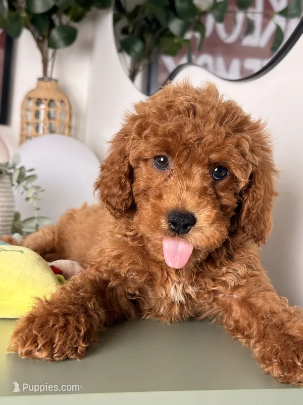 Pluto – Goldendoodle, Miniature Goldendoodle puppy for sale in Los Angeles, CA