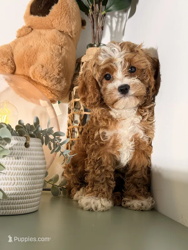 Flynn – Cavapoo, Poodle - Toy  puppy for sale in Los Angeles, CA