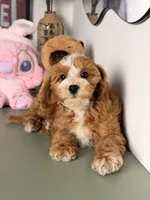 Cookie, a female Cavapoo and Poodle - Toy  for sale in Los Angeles, CA – 3 of 7