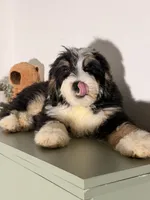Blue, a male Bernedoodle for sale in Los Angeles, CA – 2 of 5