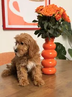 Cookie, a female Cavapoo for sale in Los Angeles, CA – 3 of 5