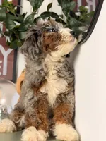 Icy, a male Goldendoodle and Poodle - Toy  for sale in Los Angeles, CA – 4 of 7
