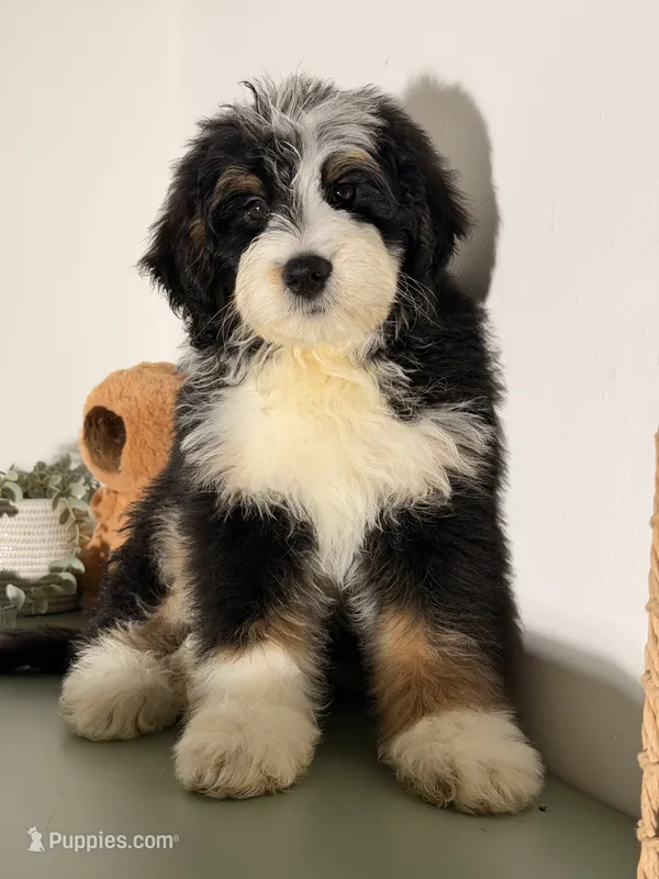 Blue – Bernedoodle puppy for sale in Los Angeles, CA