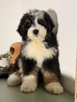 Blue, a male Bernedoodle for sale in Los Angeles, CA – 1 of 5