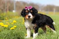 Taylor, a female Miniature Bernedoodle for sale in Los Angeles, CA – 3 of 6