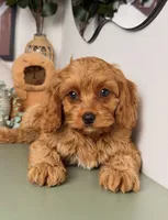 Kent, a male Cavapoo and Poodle - Toy  for sale in Los Angeles, CA – 3 of 5