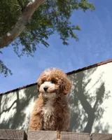 Toy - Mochi, a female Miniature Goldendoodle for sale in Los Angeles, CA – Photo 2 of 3