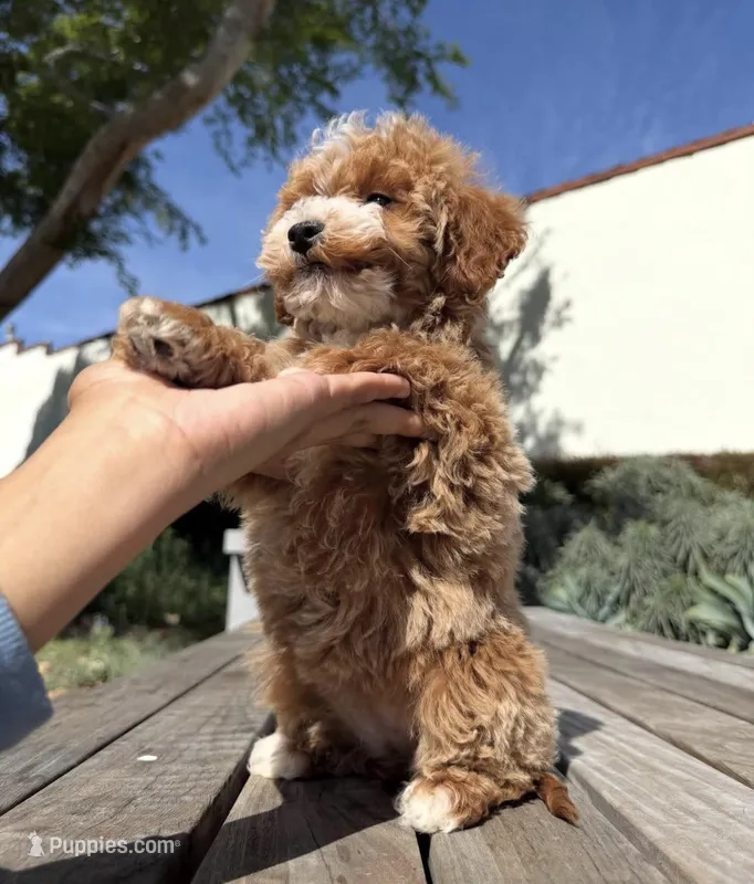 Toy - Mochi, a female Miniature Goldendoodle for sale in Los Angeles, CA – Photo 1 of 3