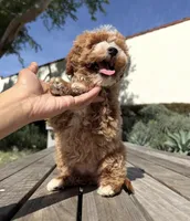 Toy - Mochi, a female Miniature Goldendoodle for sale in Los Angeles, CA – Photo 3 of 3