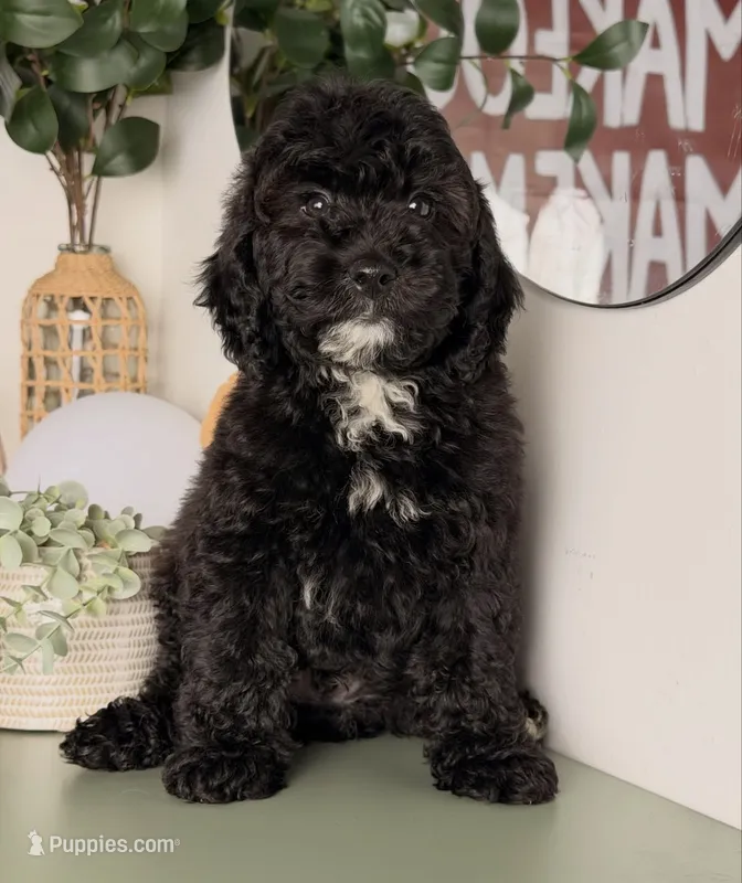 Light – Cavapoo, Poodle - Toy  puppy for sale in Los Angeles, CA