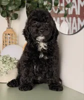 Light, a male Cavapoo and Poodle - Toy  for sale in Los Angeles, CA – 1 of 4