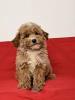 Lucky, a male Poodle - Toy  and Miniature Goldendoodle for sale in Los Angeles, CA – 5 of 5