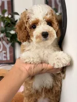 Mochi, a female Cavapoo and Poodle - Toy  for sale in Los Angeles, CA – 8 of 8