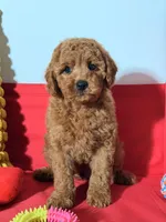 Miniature - Pooh Bear, a male Goldendoodle for sale in Los Angeles, CA – Photo 3 of 4
