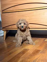 Miniature - Pooh Bear, a male Goldendoodle for sale in Los Angeles, CA – Photo 4 of 4