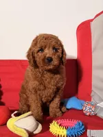 Miniature - Pooh Bear, a male Goldendoodle for sale in Los Angeles, CA – Photo 2 of 4