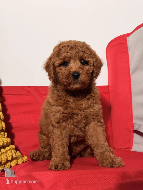Miniature - Pooh Bear – Goldendoodle puppy for sale in Los Angeles, CA