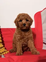 Miniature - Pooh Bear, a male Goldendoodle for sale in Los Angeles, CA – Photo 1 of 4