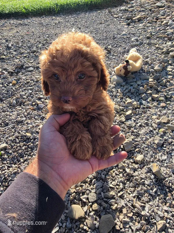 Peach – Cavapoo, Poodle - Toy  puppy for sale in Los Angeles, CA