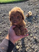 Peach, a female Cavapoo and Poodle - Toy  for sale in Los Angeles, CA – 1 of 1