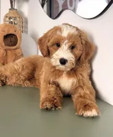Light, a male Goldendoodle and Poodle - Toy  for sale in Los Angeles, CA – 2 of 2
