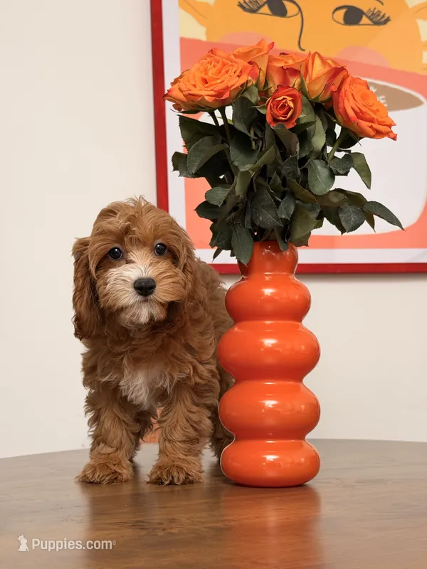 Cookie – Cavapoo puppy for sale in Los Angeles, CA
