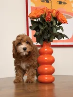 Cookie, a female Cavapoo for sale in Los Angeles, CA – 1 of 5