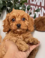 Kent, a male Cavapoo and Poodle - Toy  for sale in Los Angeles, CA – 1 of 5