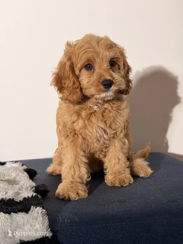 Grace – Cavapoo, Poodle - Toy  puppy for sale in Los Angeles, CA