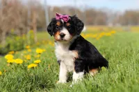 Taylor, a female Miniature Bernedoodle for sale in Los Angeles, CA – 4 of 6