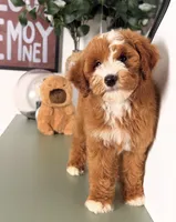 Leaf, a male Goldendoodle and Poodle - Toy  for sale in Los Angeles, CA – 2 of 3