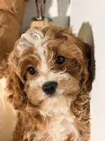 Flynn, a male Cavapoo and Poodle - Toy  for sale in Los Angeles, CA – 3 of 5