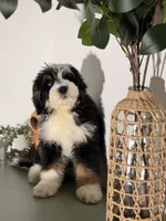 Blue, a male Bernedoodle for sale in Los Angeles, CA – 5 of 5