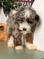 Icy, a male Goldendoodle and Poodle - Toy  for sale in Los Angeles, CA – 6 of 7