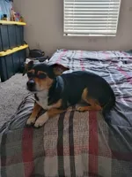 Iggy , a male Chihuahua for sale in Fresno, CA – Photo 1 of 3