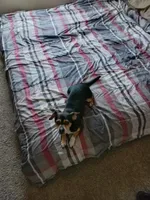 Iggy , a male Chihuahua for sale in Fresno, CA – Photo 2 of 3