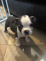 July, a female Boston Terrier for sale in Mesa, AZ – 3 of 4
