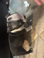 July, a female Boston Terrier for sale in Mesa, AZ – 4 of 4