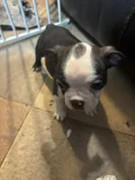 July, a female Boston Terrier for sale in Mesa, AZ – 2 of 4