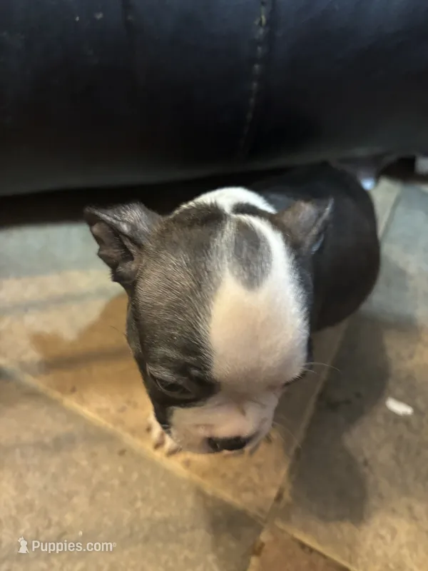 July – Boston Terrier puppy for sale in Mesa, AZ