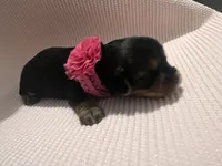 Skyler, a female Yorkshire Terrier for sale in Columbia, SC – 3 of 3